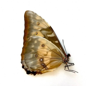 FOR SALE, Morpho cypris ff cypris