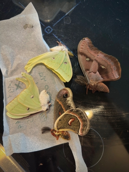 FOR SALE, Various A1 papered moths