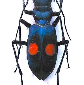 FOR SALE, Cicindelidae