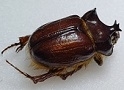 FOR SALE, Very Rare Dynastidae