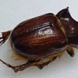 FOR SALE, Very Rare Dynastidae