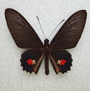 FOR SALE, Parides p. kuhlmanni