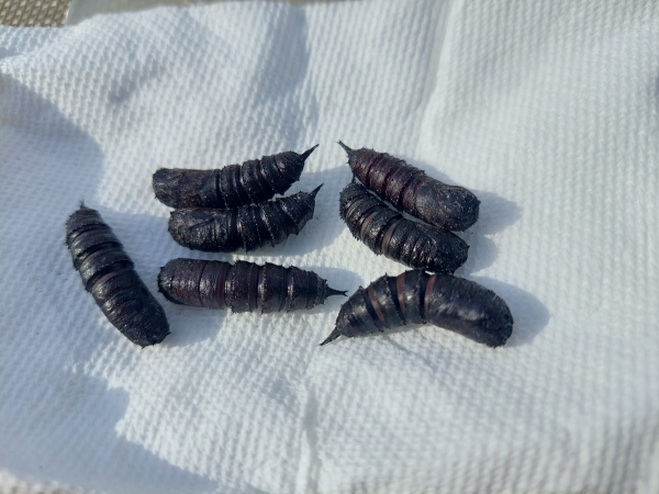 FOR SALE, Dryocampa Rubicunda pupae