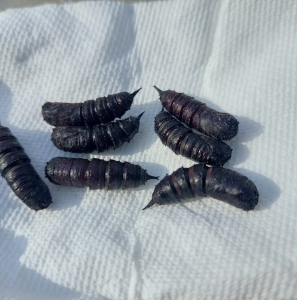 FOR SALE, Dryocampa Rubicunda pupae