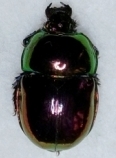FOR SALE, Dung Beetles