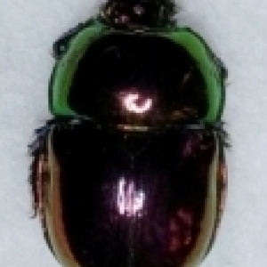 FOR SALE, Dung Beetles
