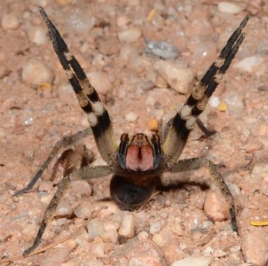 FOR SALE, Amazon Spotted Wandering Spider