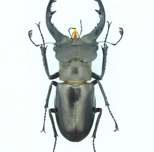 FOR SALE, +++ Lucanus szetschuanicus 52mm +++