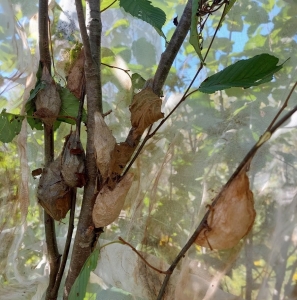 FOR SALE, Overwintering Saturniidae pupae/cocoons