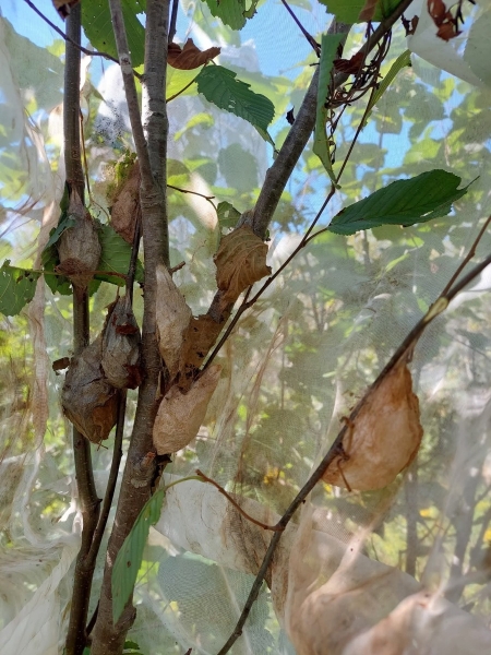 FOR SALE, Overwintering Saturniidae pupae/cocoons