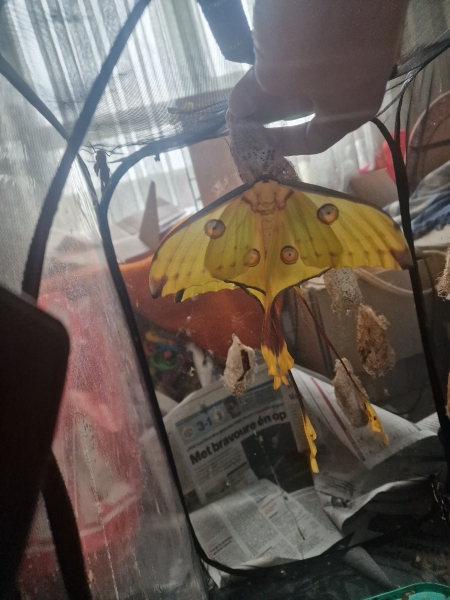 FOR SALE, Argema Mittrei Cocoons F0