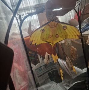 FOR SALE, Argema Mittrei Cocoons F0