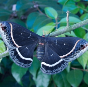 FOR SALE, Eupackardia calleta eggs