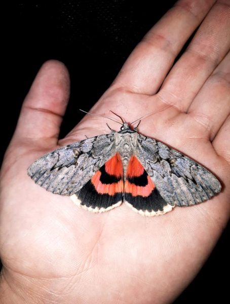 FOR SALE, Catocala amatrix overwintering eggs CANADA