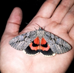 FOR SALE, Catocala amatrix overwintering eggs CANADA