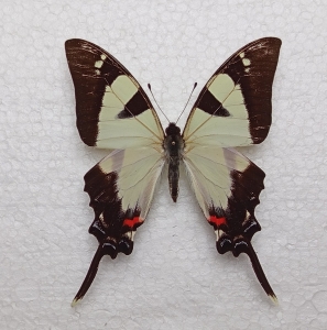 FOR SALE, Eurytides orabilis isocharis
