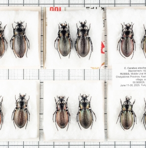 FOR SALE, Carabus stscheglowi Mannerheim,1827. Russia, Urals