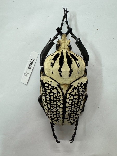 FOR SALE, Goliathus meleagris