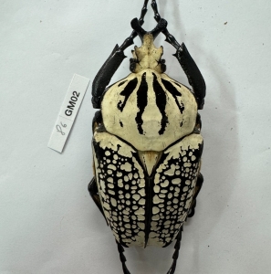 FOR SALE, Goliathus meleagris