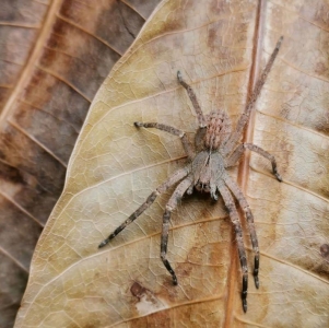 FOR SALE, Brazilian wondering Spider