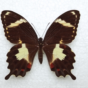 FOR SALE, FEMALE Papilio amynthor 