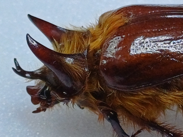FOR SALE, Rare Dynastidae