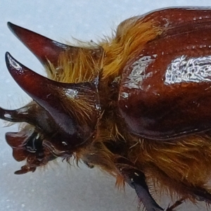 FOR SALE, Rare Dynastidae