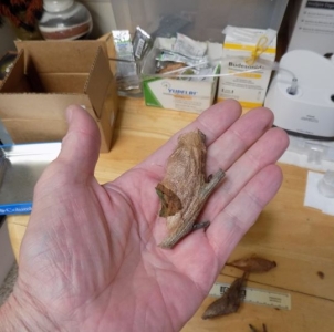FOR SALE, Hyalophora cecropia cocoons