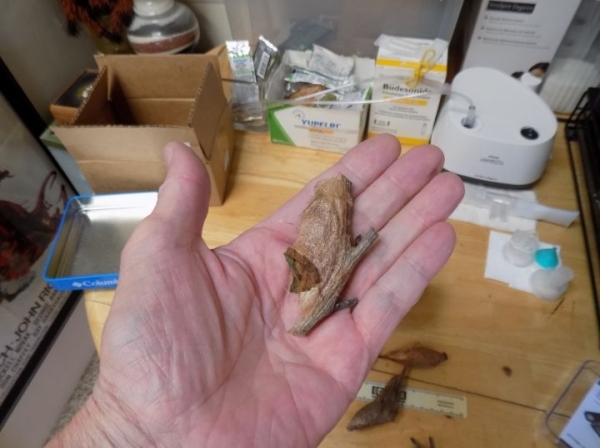 FOR SALE, Hyalophora cecropia cocoons