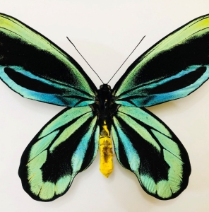FOR EXCHANGE, Pair of Ornithoptera alexandrae A1