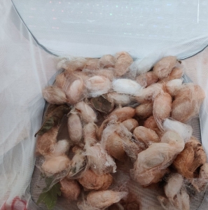 FOR SALE, Antheraea pernyi cocoons 