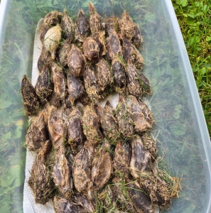FOR SALE, Promethea and Columbia cocoons