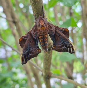 FOR SALE, Paonias myops pupae