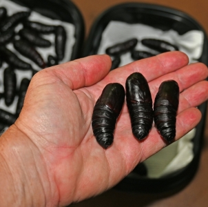 FOR SALE, Royal Walnut Moth Pupae