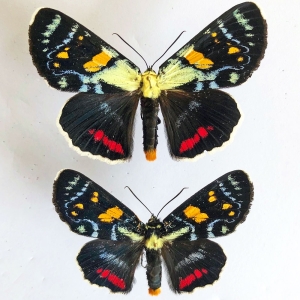 FOR SALE, australian colorfull  moth Agarista agricola