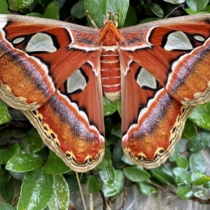 FOR SALE, Attacus atlas eggs F0 