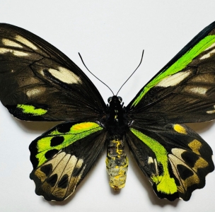 FOR SALE, Spectacular Mosaic Gynandromorph of Ornithoptera