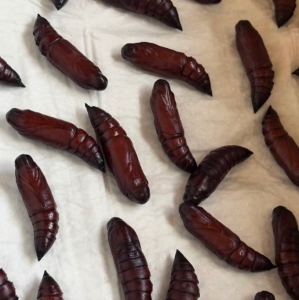 FOR SALE, Death's head hawkmoth pupae 