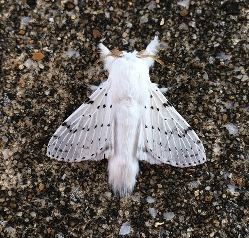 Dott Rotten Dot lined moth eggs