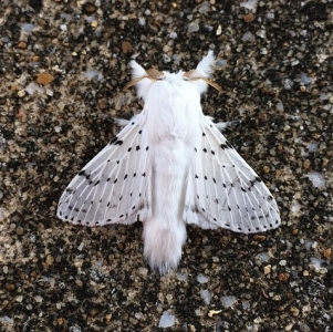 FOR SALE, Dot lined moth eggs
