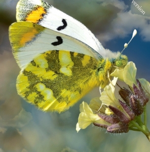 FOR SALE, The Pieridae of Morocco