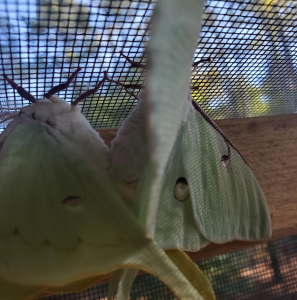FOR SALE, Actias luna eggs