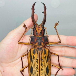 EBAY, Macrodontia cervicornis GIANT 168.5mm !!!
