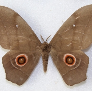 EBAY, Ending in 24 h - SATURNIIDAE on german Ebay