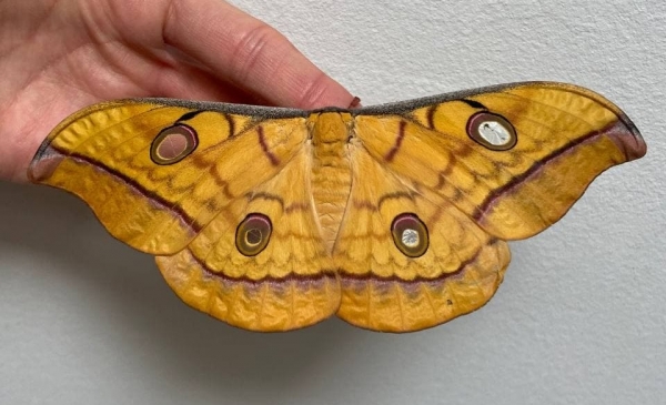 FOR SALE, Antheraea frithi eggs and cocoons
