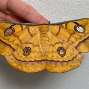FOR SALE, Antheraea frithi eggs and cocoons