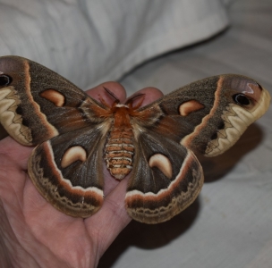FOR SALE, Hyalophora Cecropia deadstock dried specimens 2022