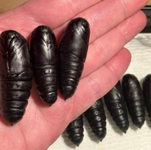 FOR SALE, Citheronia  regalis pupae