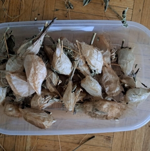 FOR SALE, Captive raised cecropia cocoons