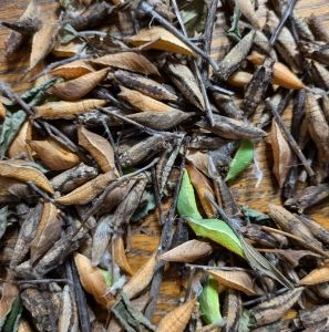 FOR SALE, E tiger and spicebush swallowtail pupa 